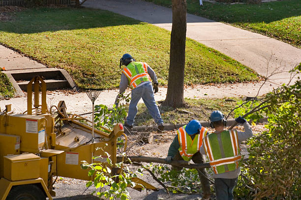 How Our Tree Care Process Works  in Elmo, TX