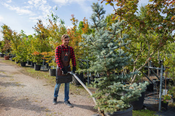 Professional Tree Services in Elmo, TX